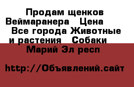 Продам щенков Веймаранера › Цена ­ 30 - Все города Животные и растения » Собаки   . Марий Эл респ.